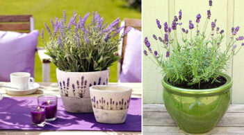 110627_Lavandula12_1514616427