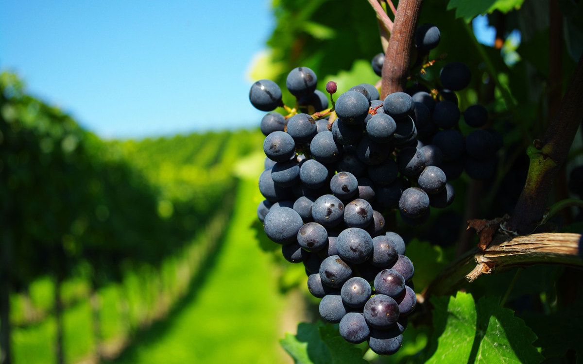 grapes-black