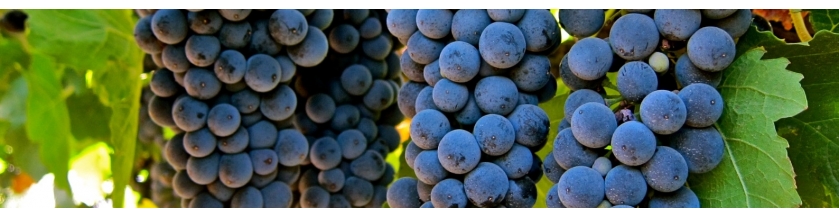 syrah