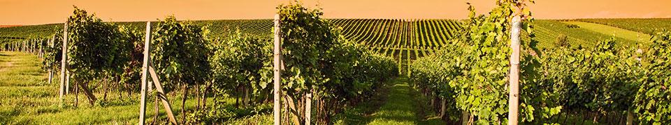 white-wine-banner