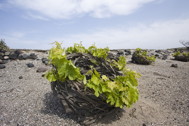 asyrtiko_vineyard