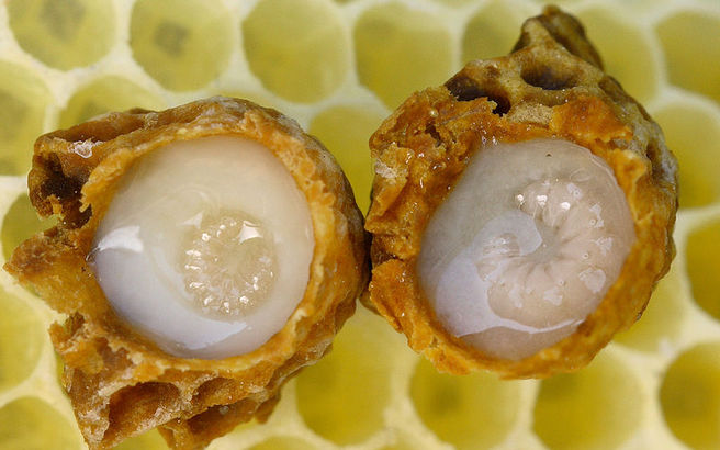 royal_jelly_larvae.medium