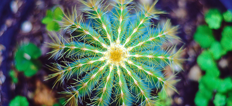 Cactus-care-101
