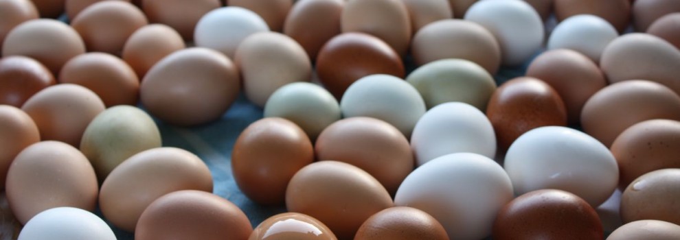 chickenbannerimage1-990x350